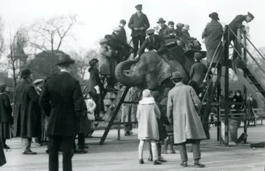 Zuschauermengen beobachten Besucher beim Elefantenreiten, überwacht von Pfleger Arthur Church, April 1923